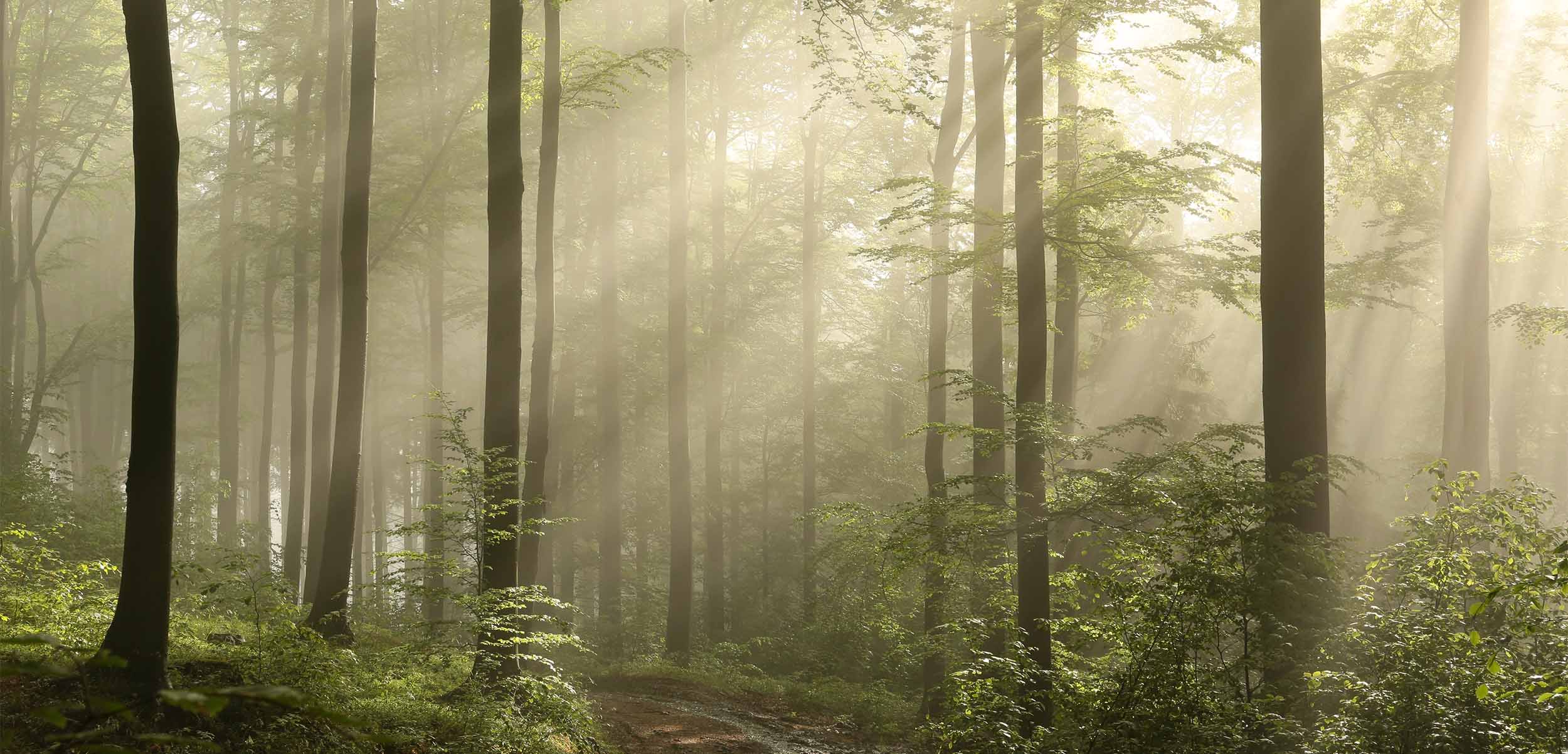 A Celebration Of Our Forests