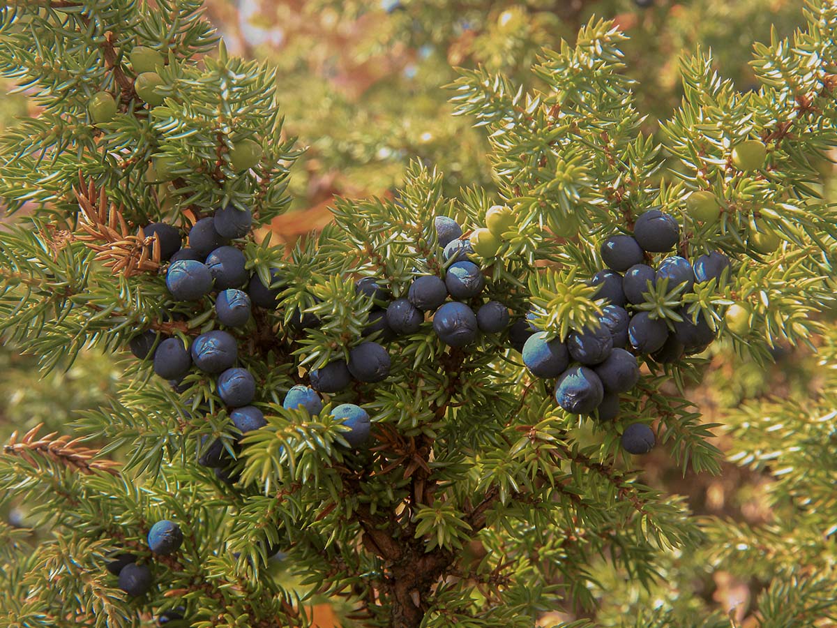5 scents that lift your spirit