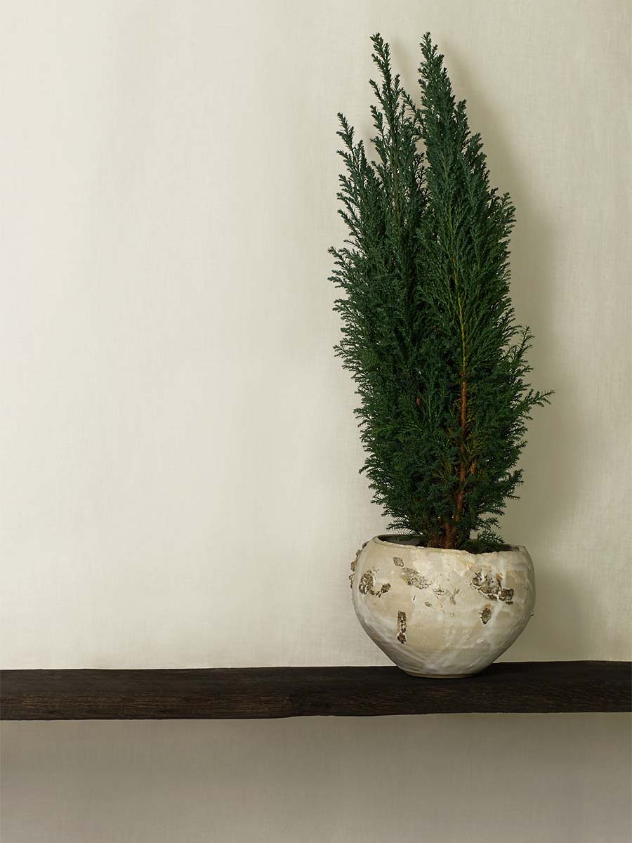 AMNIENS aromatherapy Cypress tree in a hand-made ceramic vase placed on a rustic shelf