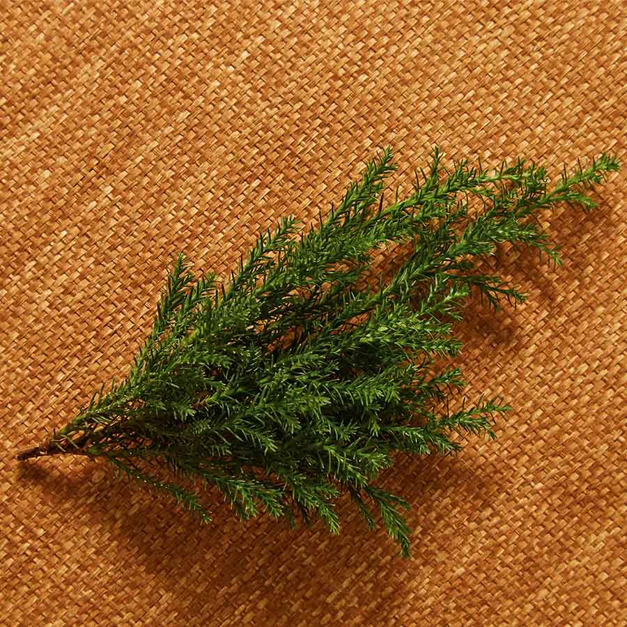 Nebbia all'alba scented oil Cypress note