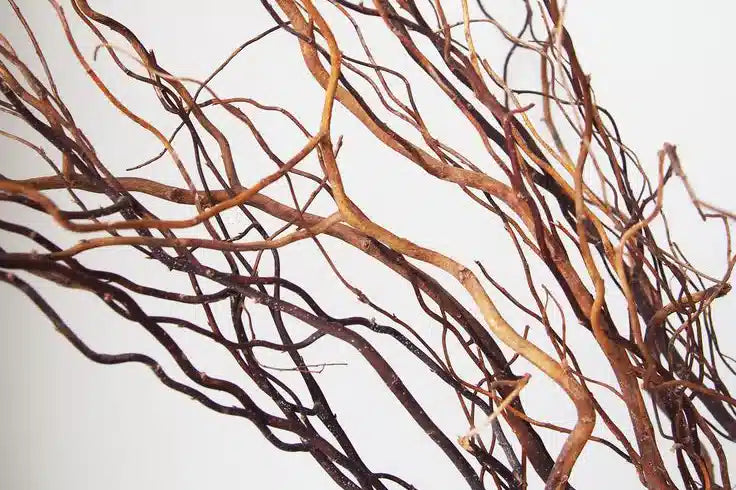Vetiver - The Science of Rest