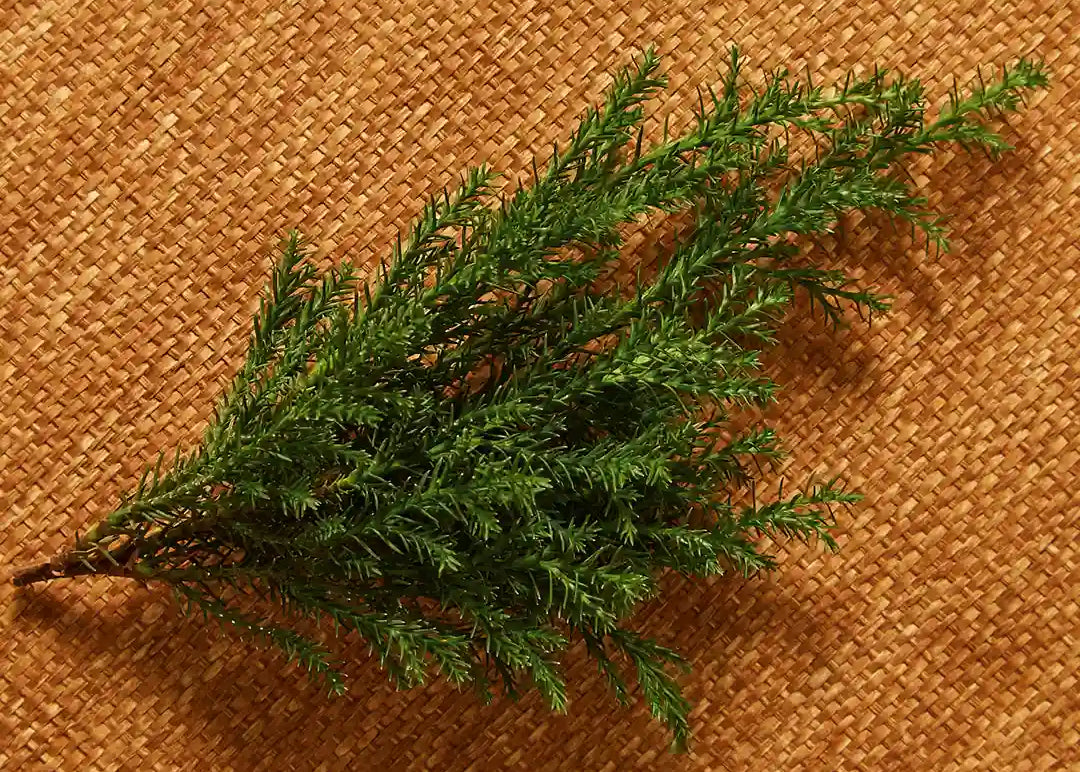 AMNIENS calming scented oil Nebbia all'alba Cypress