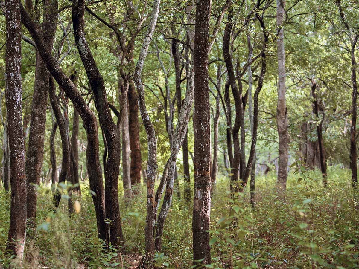 Indien sandalwood forest