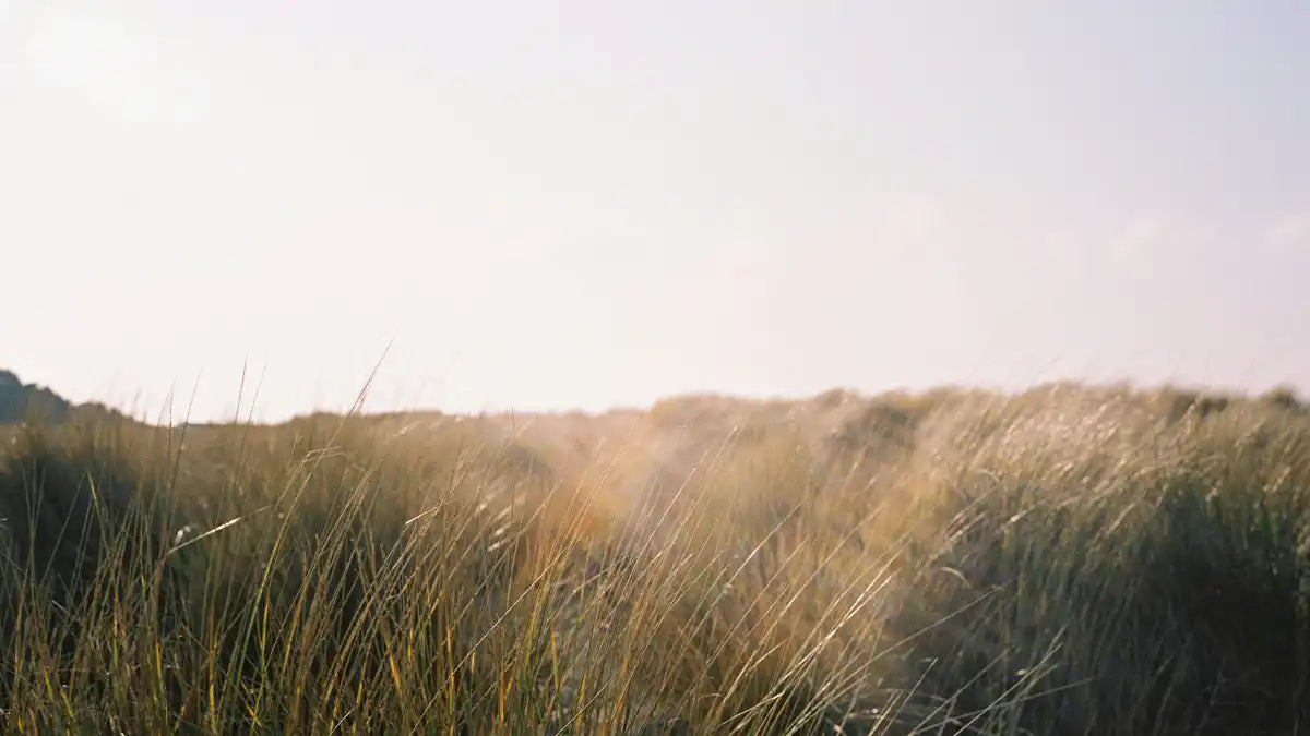 AMNIENS Journal Article about The Power Of Stress Relief Perfume